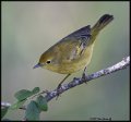 _B218202 yellow warbler female